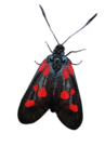 bug-red.png