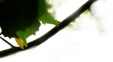 cache liane.png