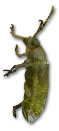 camoubug1.png