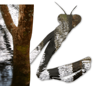 camoubug7.2.png