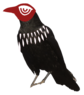 corbeau2png