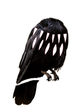 corbeau4-corps.png