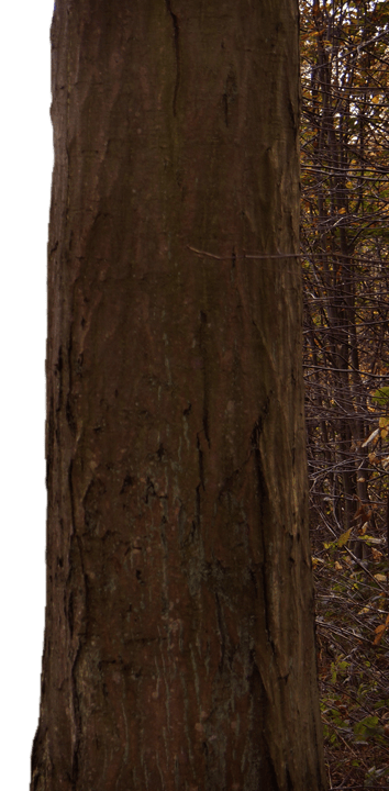 demons-portail-avant-troncpng