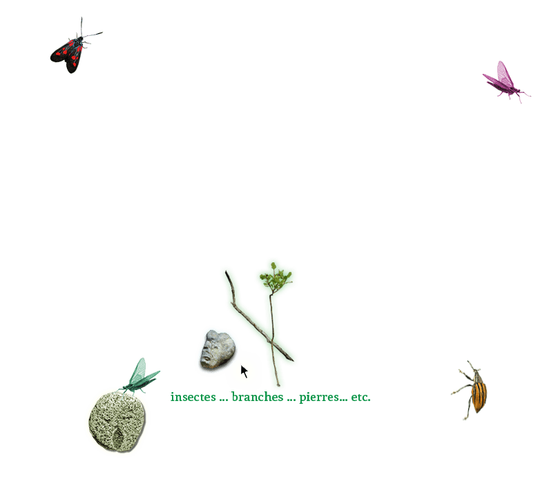 tuto insectes.png